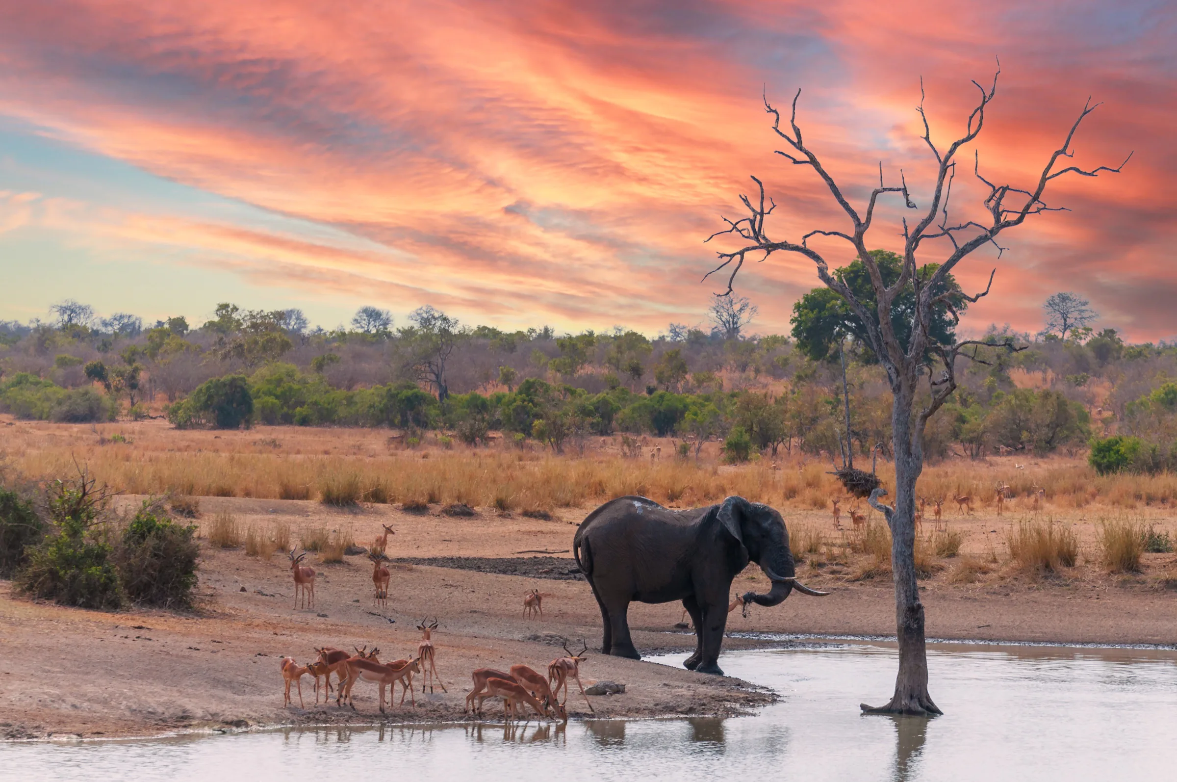Elephant and antelope gathered beside water beneath a dramatic African sky