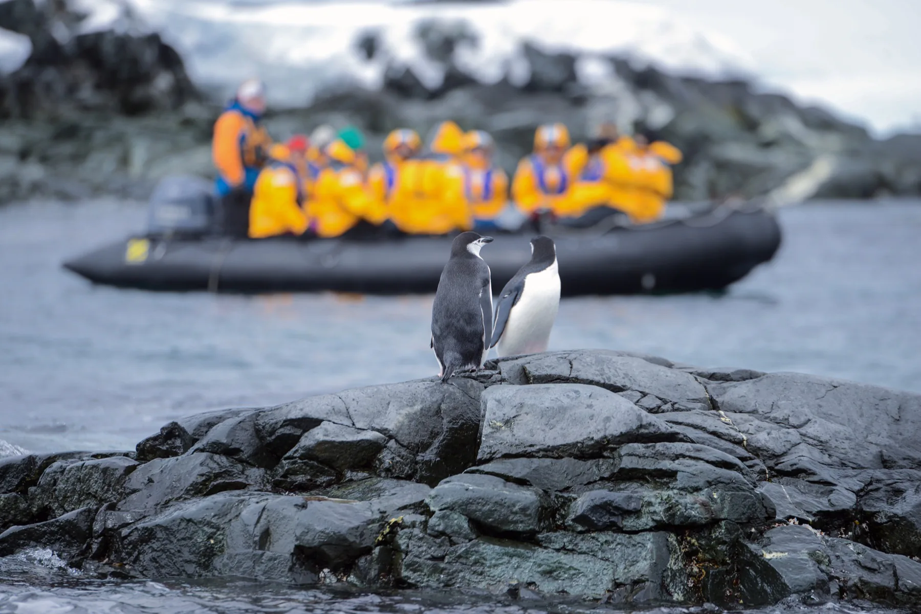 Two chinstrap penguins beside an expedition landing boat
