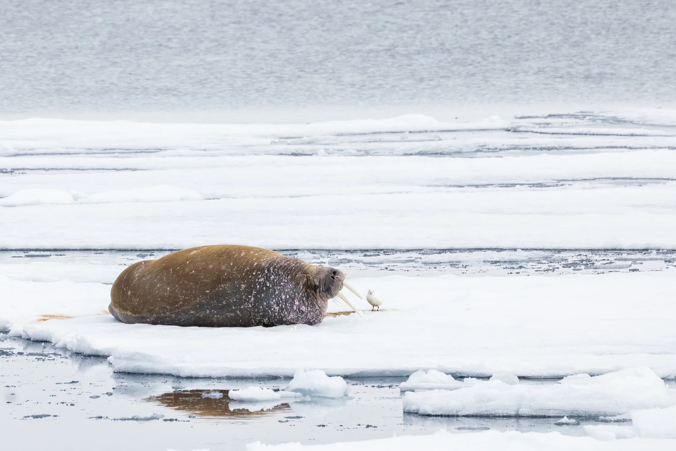 Arctic