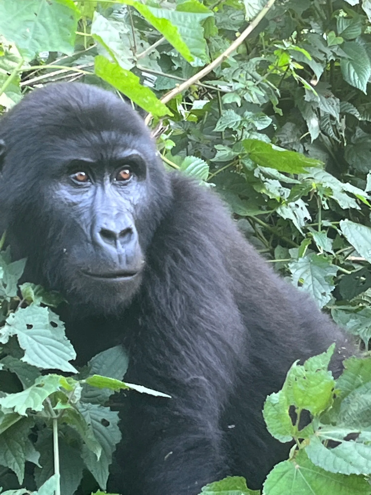 Gorilla trekking experience in the forest