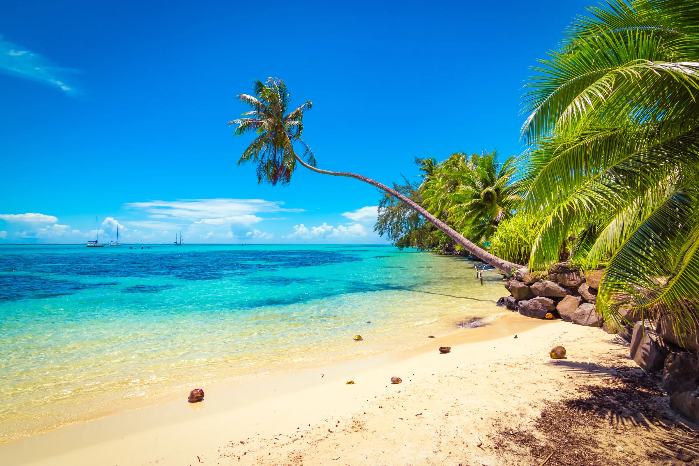 Palm-fringed white-sand beach beside clear turquoise Caribbean water