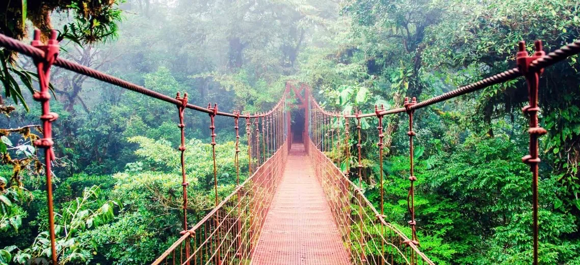 Suspension bridge leading through dense tropical rainforest