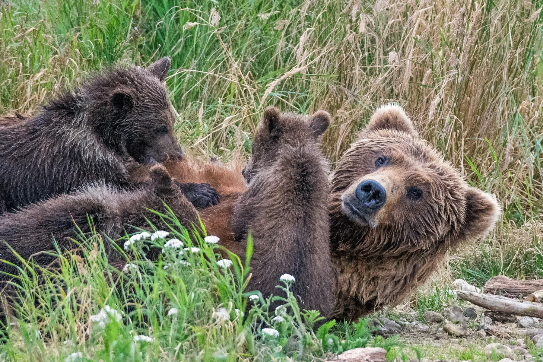 Family of grizzly bears resting among long grass