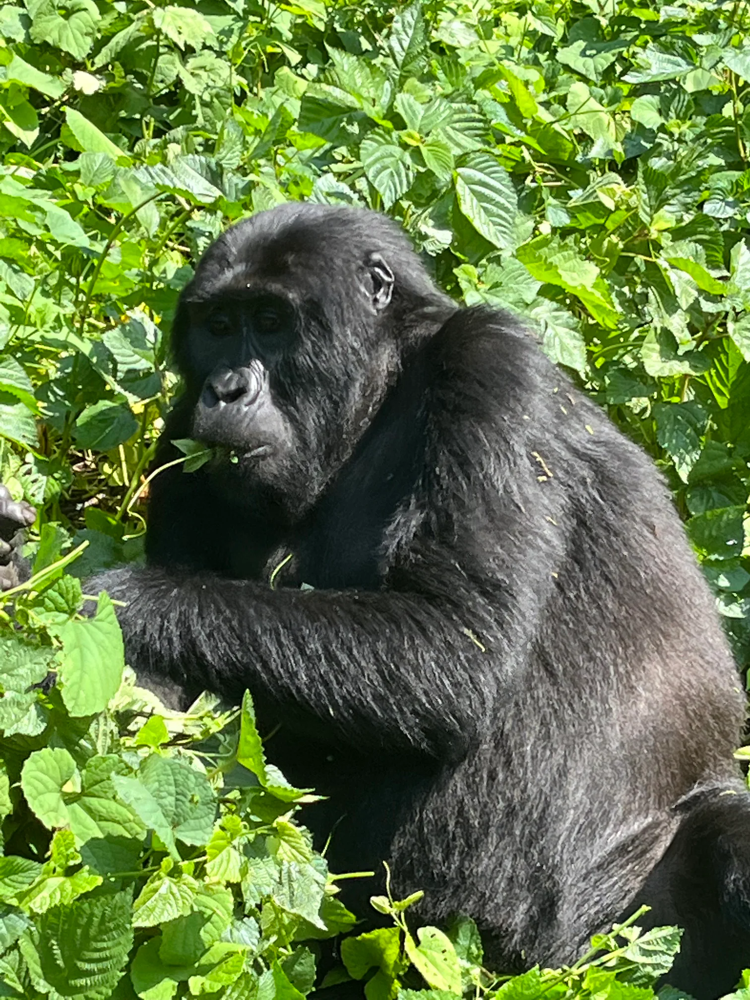 Silverback gorilla in the forest