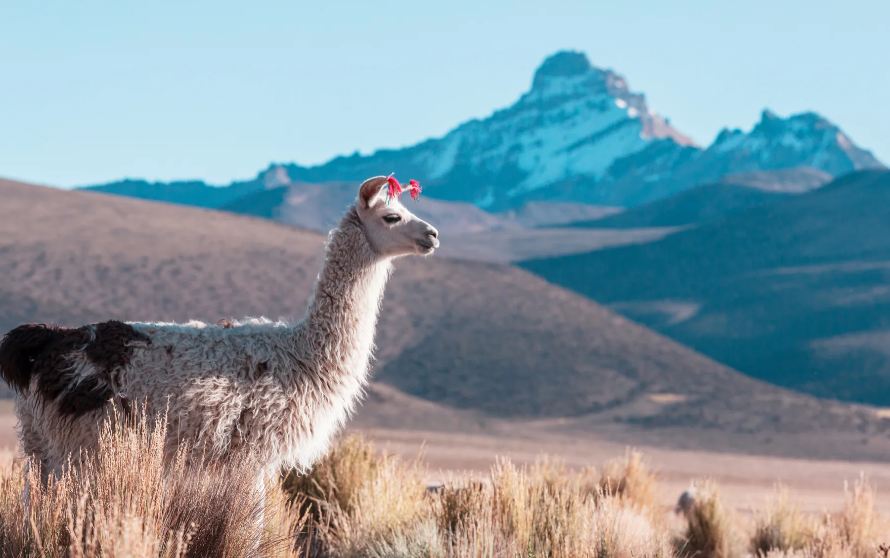 Llama standing in the high Andes beneath distant mountains